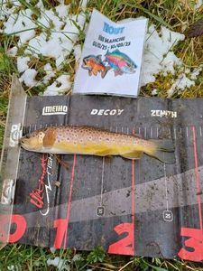Brown Trout