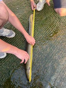European Eel (Common Eel)
