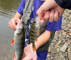 European Perch