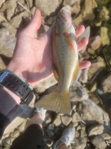 Largemouth Bass