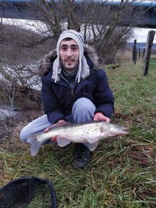 Zander