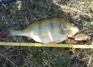 European Perch