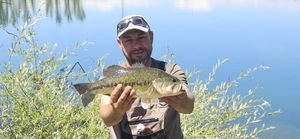 Largemouth Bass