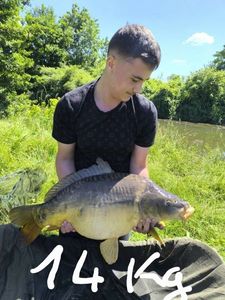 Common Carp
