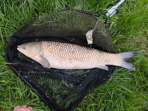 Grass Carp
