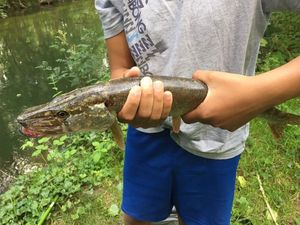 Northern Pike