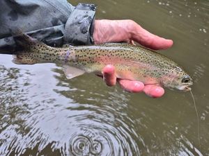 Rainbow Trout