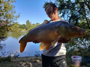 Mirror Carp