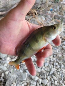 European Perch