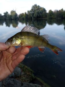 European Perch