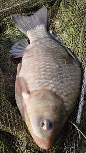 Crucian Carp