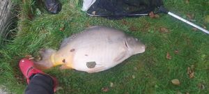 Common Carp