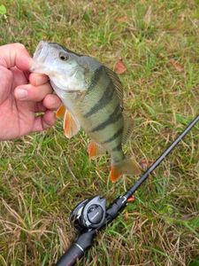 European Perch
