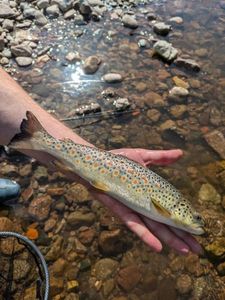 Brown Trout