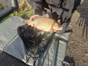 Common Carp
