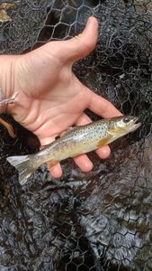 Brown Trout