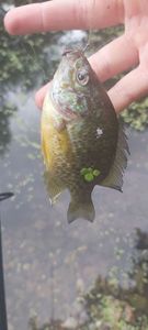 Green Sunfish