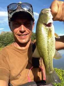 Largemouth Bass