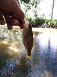 Largemouth Bass