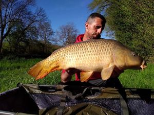 Common Carp