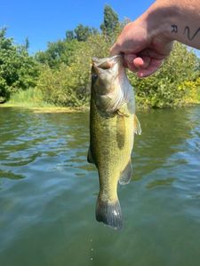 Largemouth Bass