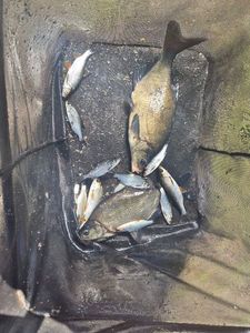 Roach