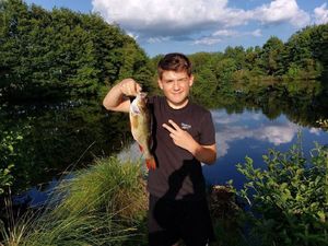 European Perch
