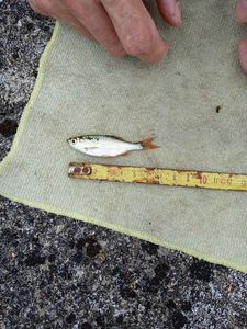Roach
