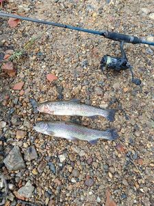 Rainbow Trout
