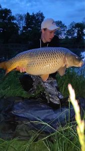 Common Carp
