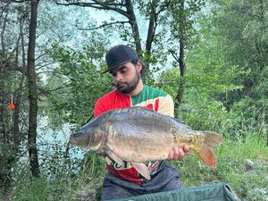 Mirror Carp