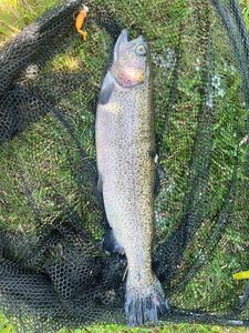 Rainbow Trout