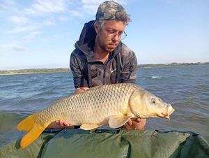 Common Carp