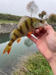 European Perch
