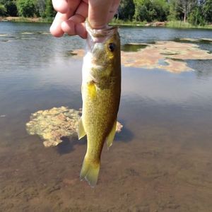 Largemouth Bass