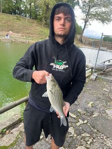 Striped Bass (Landlocked)