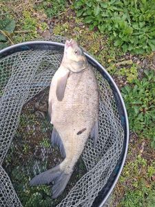 Common Bream