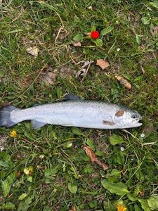 Rainbow Trout