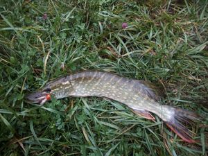 Northern Pike