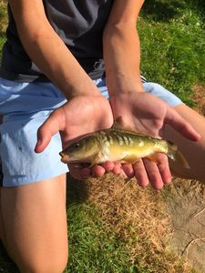 Mirror Carp
