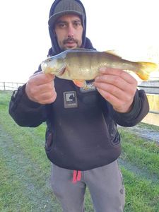 European Perch
