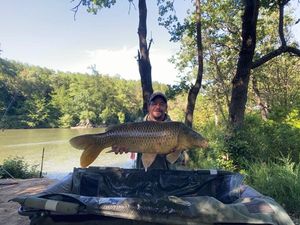 Common Carp