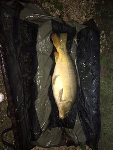 Mirror Carp