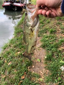 Largemouth Bass