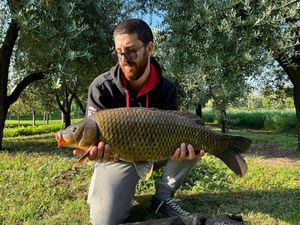 Common Carp