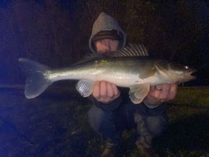 Zander