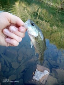 Largemouth Bass