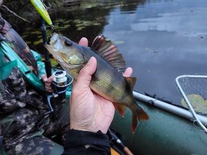 European Perch