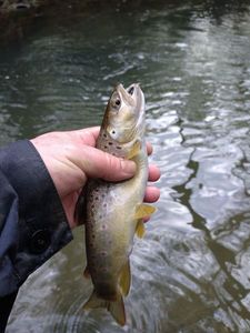 Brown Trout