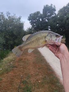 Largemouth Bass